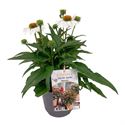 Bild von VP Echinacea P19 White